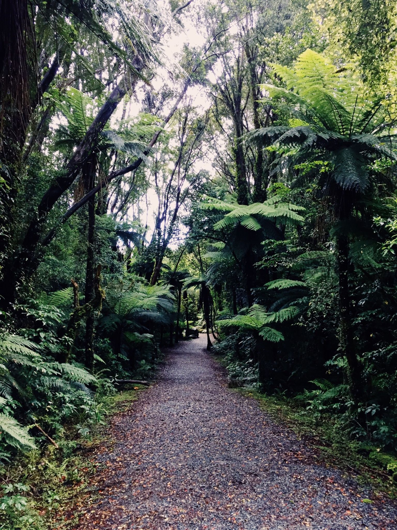NZ Day #7: Franz Joseph to Fox Glacier pt. 2